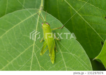 ツチイナゴ幼虫 131297074