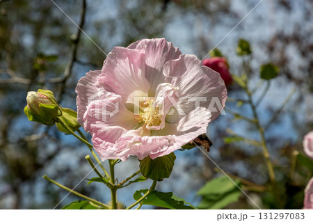 桃色のフヨウ花【アオイ科フヨウ属】 131297083