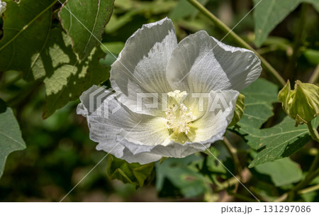 白色のフヨウ花【アオイ科フヨウ属】 白色のフヨウ花【アオイ科フヨウ属】 131297086