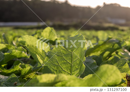 実りの秋で朝の陽光を浴びる葉物【秋の田園風景】 131297100