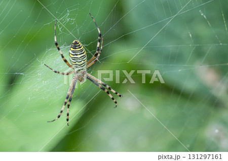 ナガコガネグモ 131297161