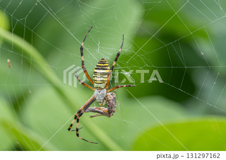 虫を捕まえたナガコガネグモ 131297162