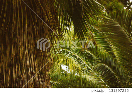 Close-up of lush palm fronds bathed in warm sunlight, showcasing vibrant green foliage. An artistic shot of vibrant green palm fronds in the sunlight, creating a tropical and natural environment. 131297236