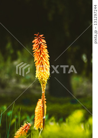 Vibrant orange and yellow torch lilies bloom in a lush green garden setting. A close-up shot captures vibrant orange and yellow torch lilies blooming in a natural, green environment. Vibrant orange and yellow torch lilies bloom in a lush green garden setting. A close-up shot captures vibrant orange and yellow torch lilies blooming in a natural, green environment. 131297244