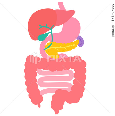 消化器系　肝臓　胆嚢　膵臓　胃　十二指腸　臓器の構造 131297555