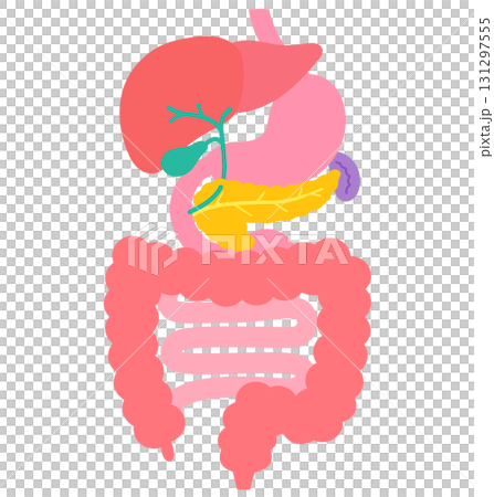 消化器系　肝臓　胆嚢　膵臓　胃　十二指腸　臓器の構造 131297555