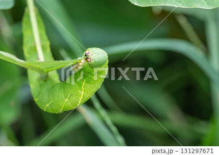草を食べるトビイロスズメ幼虫 草を食べるトビイロスズメ幼虫 131297671