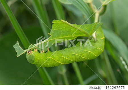 草を食べるトビイロスズメ幼虫 131297675