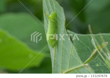 イモムシ イモムシ 131297678