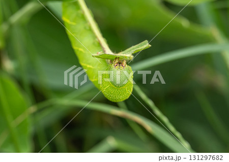 草を食べるトビイロスズメ幼虫 草を食べるトビイロスズメ幼虫 131297682