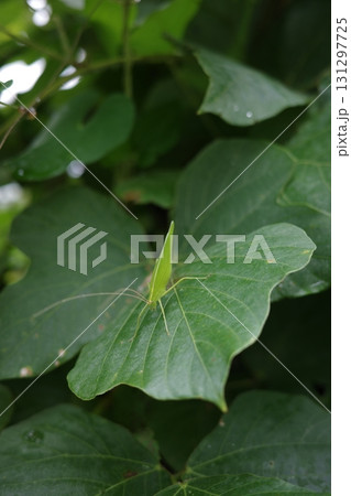 クズの葉にとまったツユムシ 131297725