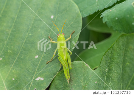 ツチイナゴ幼虫 131297736