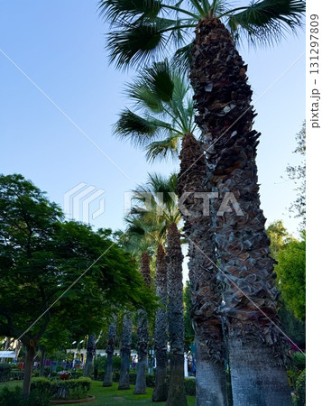 Tropical palm trees are planted in a neat line along pedestrian paths. Public park, Mediterranean, Cyprus. 131297809