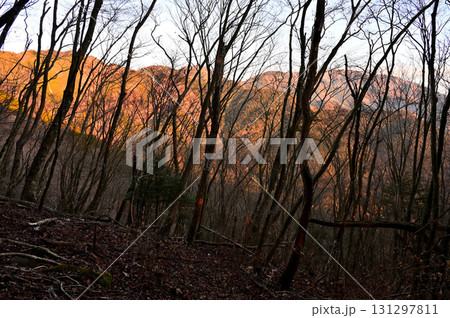 天子山地の長者ヶ岳の森より 朝焼けの天子山地 天子山地の長者ヶ岳の森より 朝焼けの天子山地 131297811