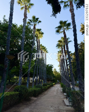 Tropical palm trees are planted in a neat line along pedestrian paths. Public park, Mediterranean, Cyprus. Tropical palm trees are planted in a neat line along pedestrian paths. Public park, Mediterranean, Cyprus. 131297812