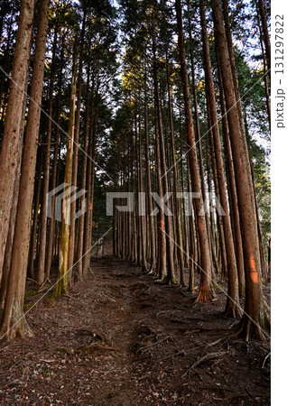 天子山地の長者ヶ岳　東海自然歩道の登山道　檜林 131297822