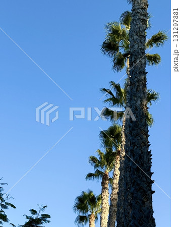 Tropical palm trees are planted in a neat line along pedestrian paths. Public park, Mediterranean, Cyprus. Tropical palm trees are planted in a neat line along pedestrian paths. Public park, Mediterranean, Cyprus. 131297881