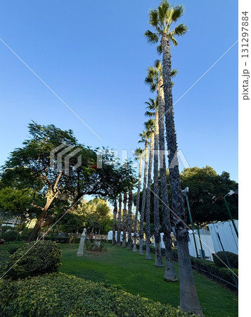 Tropical palm trees are planted in a neat line along pedestrian paths. Public park, Mediterranean, Cyprus. 131297884