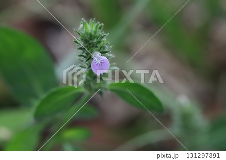 秋の野原に咲くピンク色のキツネノマゴの花 秋の野原に咲くピンク色のキツネノマゴの花 131297891