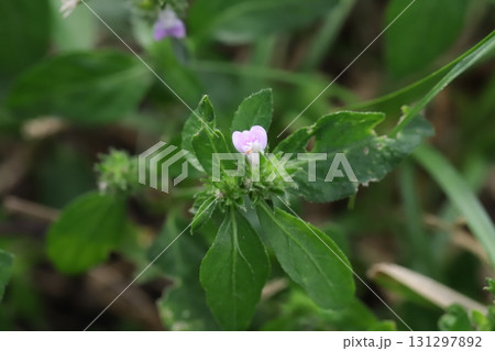 秋の野原に咲くピンク色のキツネノマゴの花 秋の野原に咲くピンク色のキツネノマゴの花 131297892