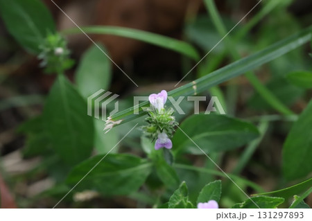 秋の野原に咲くピンク色のキツネノマゴの花 131297893