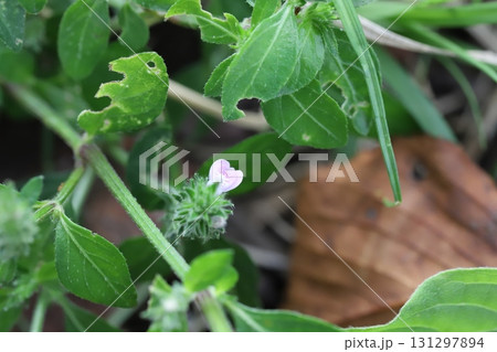 秋の野原に咲くピンク色のキツネノマゴの花 秋の野原に咲くピンク色のキツネノマゴの花 131297894