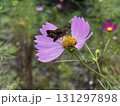 コスモスの蜜を吸うセセリチョウ 131297898