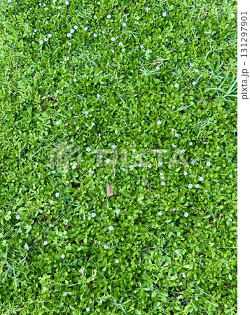 Vibrant green grass field texture. Summer time, a field with bright green grass. 131297901