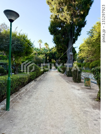 Tropical palm trees are planted in a neat line along pedestrian paths. Public park, Mediterranean, Cyprus. Tropical palm trees are planted in a neat line along pedestrian paths. Public park, Mediterranean, Cyprus. 131297923