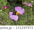 コスモスの蜜を吸うセセリチョウ2 131297972