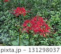 赤い彼岸花1 131298037