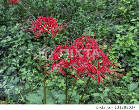 赤い彼岸花1 赤い彼岸花1 131298037