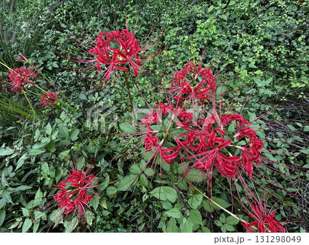赤い彼岸花2 131298049
