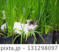 田んぼで眠り猫 131298097