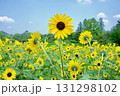 青空のミニひまわり畑 131298102
