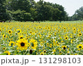 ひまわりが咲き誇る丘 131298103