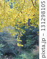 輝く黄色の紅葉 131298105