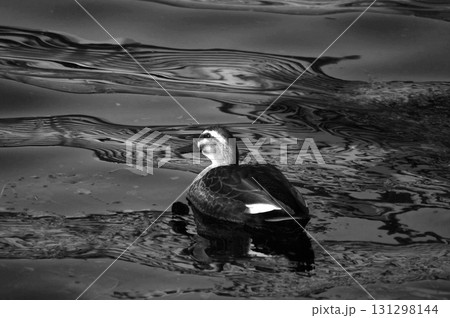 モノクロ写真 水辺を泳ぐカルガモ 131298144