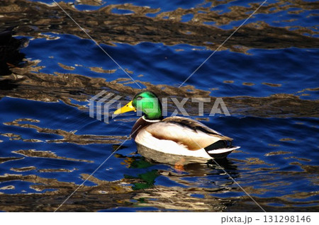 オスは光沢のある緑色の頭部と黄色い嘴のマガモの雄 131298146