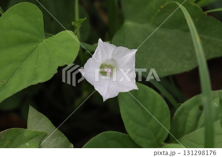 秋の野原に咲く白い小さなマメアサガオの花 秋の野原に咲く白い小さなマメアサガオの花 131298176