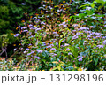 秋の花壇　ユーパトリウム 131298196