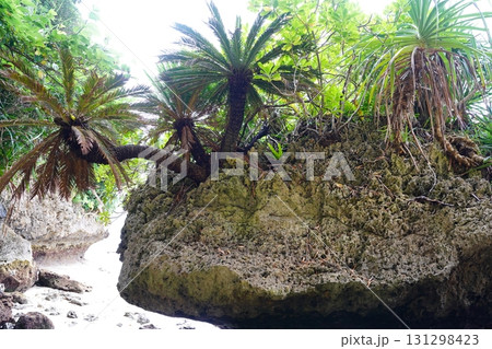 沖縄県 石垣島 サビチ鍾乳洞 沖縄県 石垣島 サビチ鍾乳洞 131298423