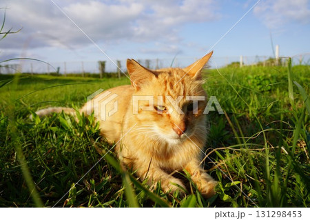 沖縄県　石垣島　南ぬ浜町緑地公園 131298453