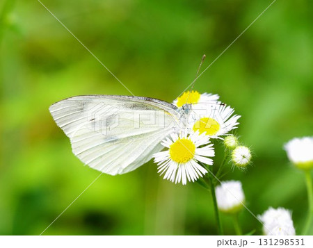 ヒメジョオンとモンシロチョウ 131298531