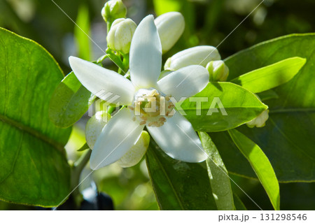 Orange blossom flowers in mediterranean tree 131298546