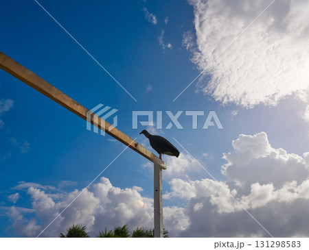 Zopilote buzzard bird San Martin in Cozumel 131298583