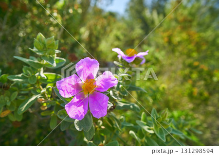Wild pink flowers from Montgo mountain Wild pink flowers from Montgo mountain 131298594
