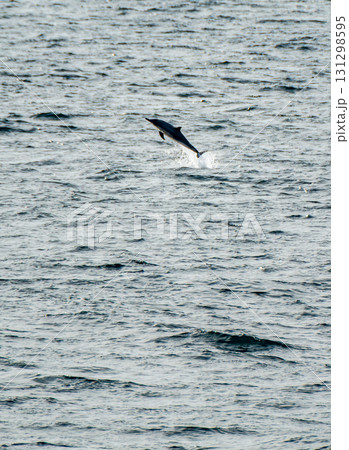 Common dolphin breaching the water 131298595