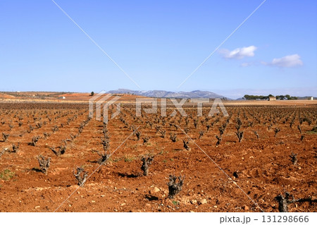 Rows of grapevines in vineyard Rows of grapevines in vineyard 131298666