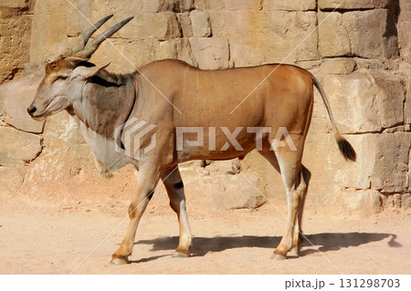 Eland Antelope in a hot environment 131298703